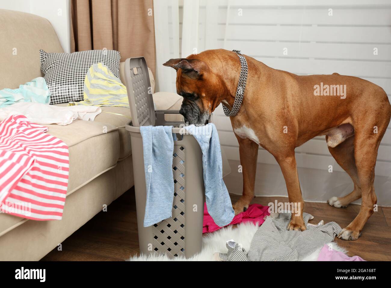 Dog demolishes clothes in messy room Stock Photo Alamy