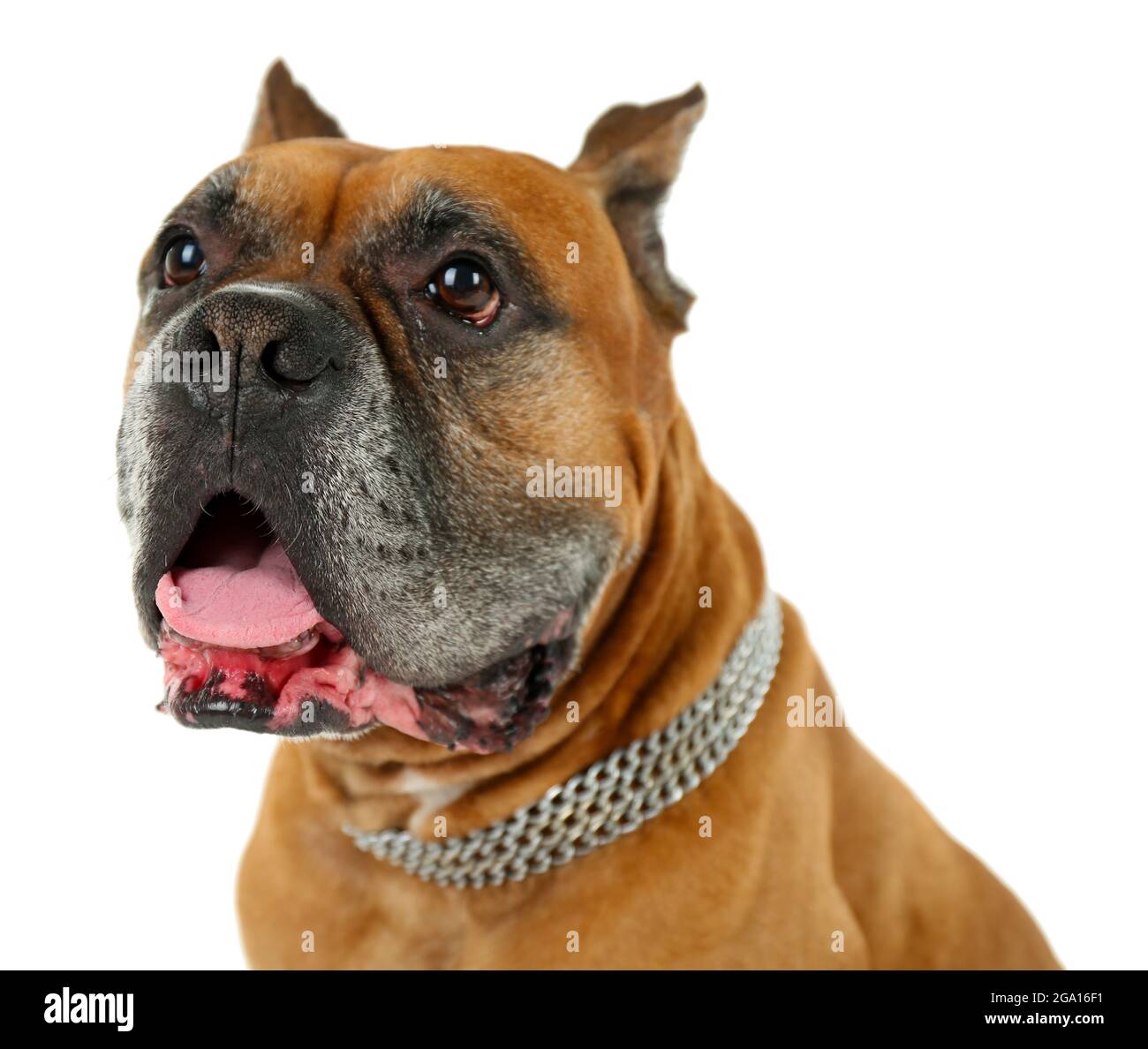 Cute dog isolated on white background Stock Photo - Alamy