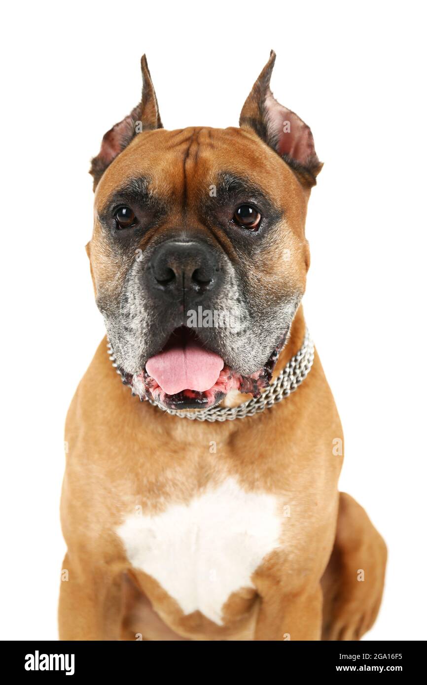 Cute dog isolated on white background Stock Photo - Alamy
