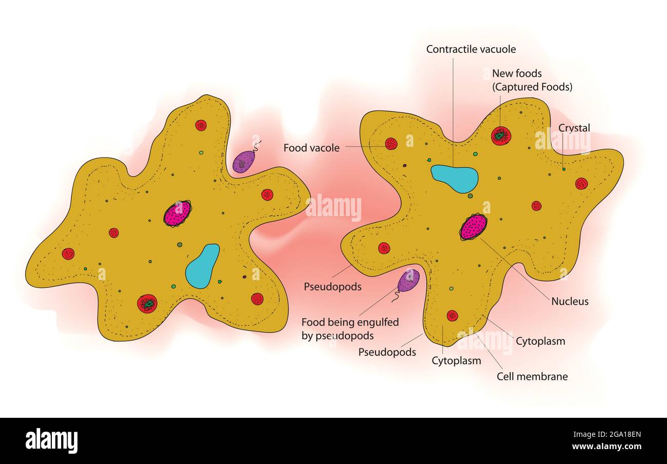Biological anatomy of amoeba, Structure of amoeba cell, Detailed and labeled illustration of amoeba proteus with its pseudopodium in microbiology Stock Vector