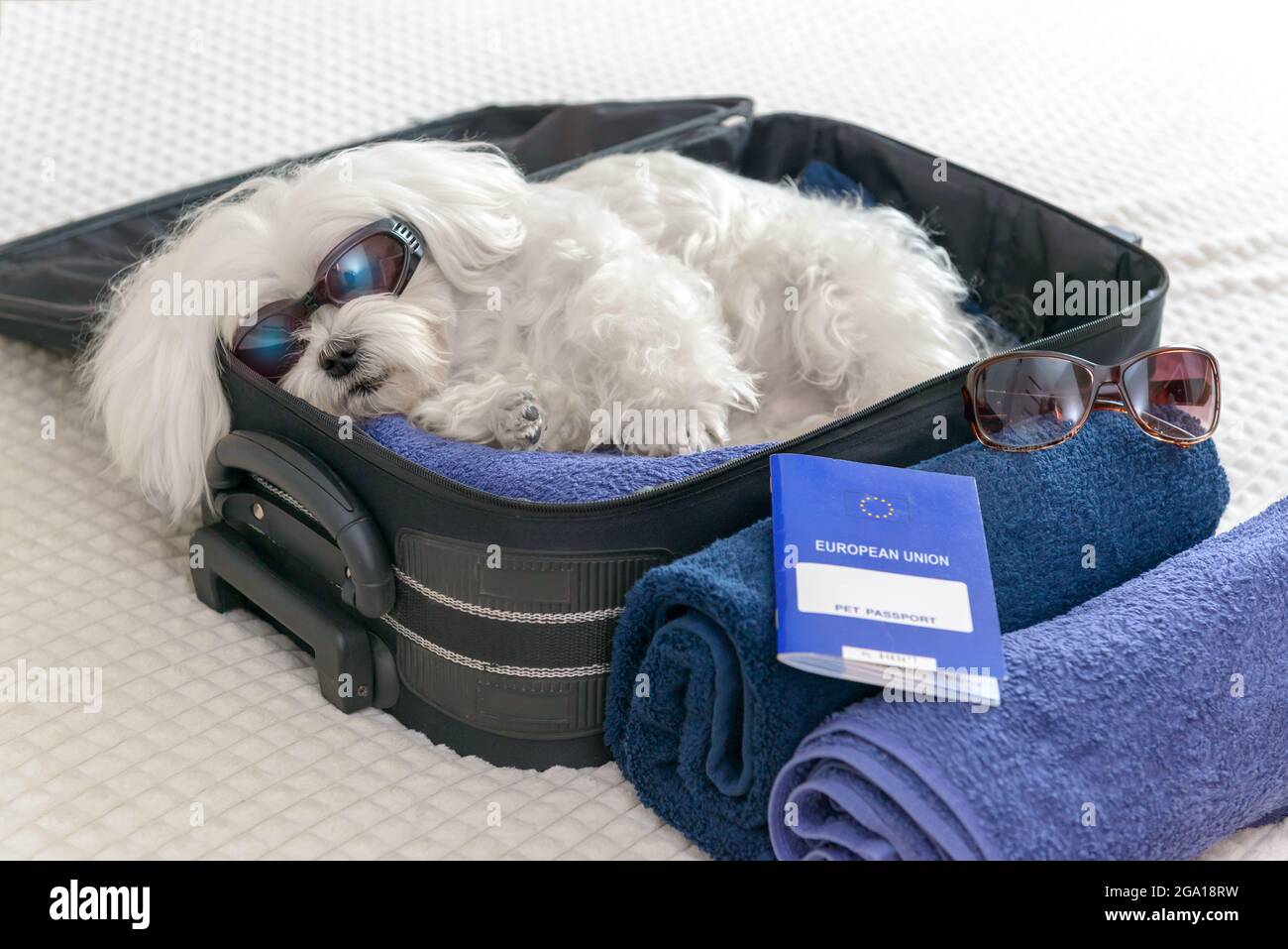 White dog Maltese sittinig in the bag waiting for a travel, pet passport in the foreground Stock Photo