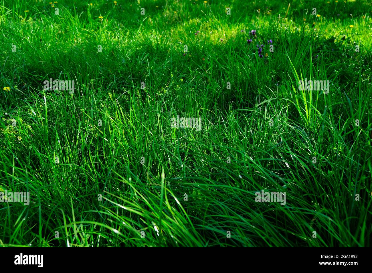 Lawn court hires stock photography and images Alamy