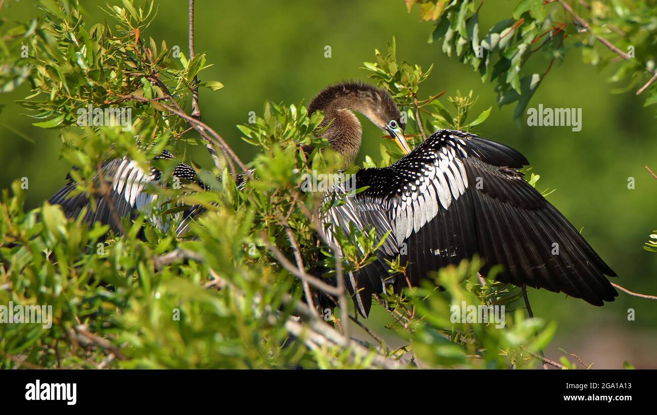 An Anhinga perched In a tree in a pond in Bird Island Park , Ponte Vedra Beach, Florida Stock Photo