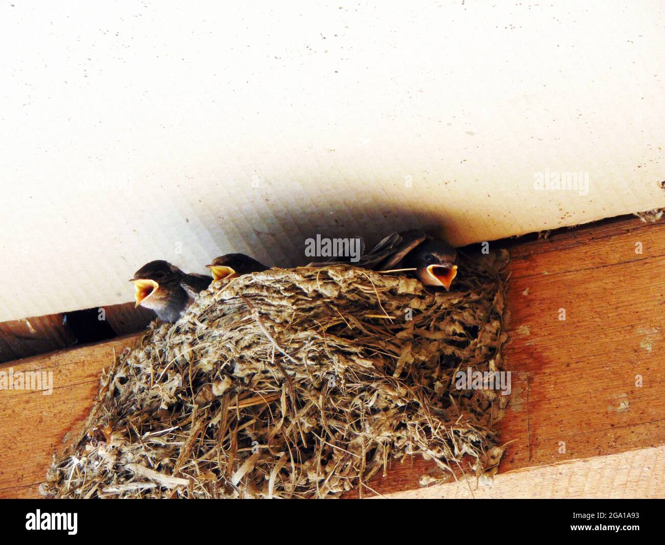 swallow chicks in the nest Stock Photo
