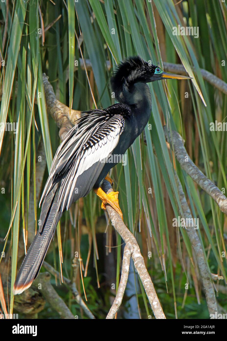 Male Anhinga perched on a branch in Bird Island Park , Ponte Vedra Beach, Florida Stock Photo
