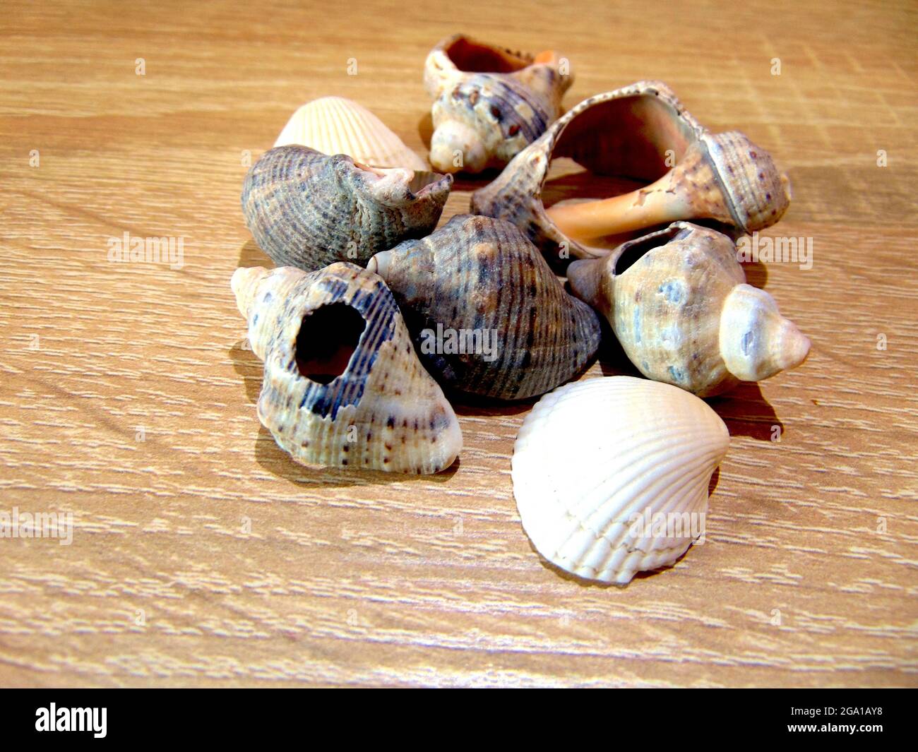 multiple shell profiles hi-res stock photography and... Group of shells hi-res stock photography and images - Alamy