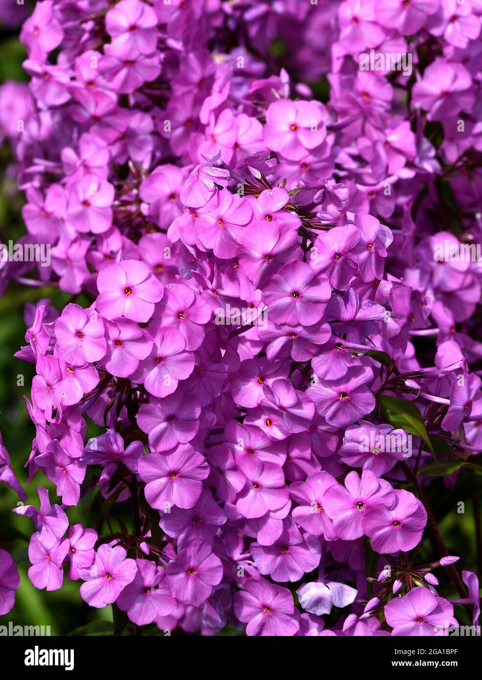 A dense cluster of purple flowers of Phlox Maculata Rosalinde. Stock Photo