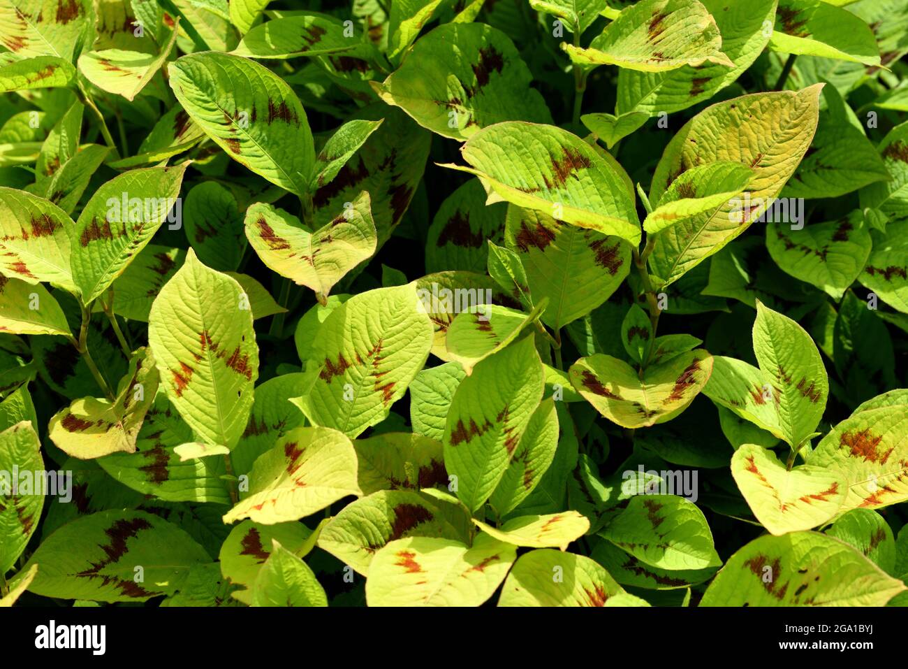 The leaves of Persicaria Filiforme. Stock Photo