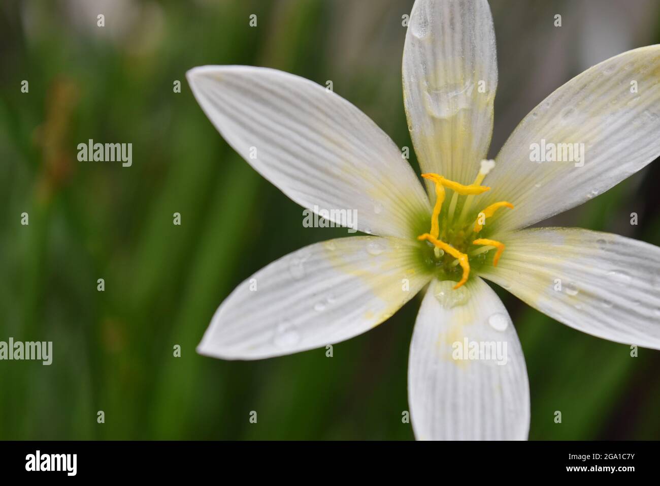 Closeup Of Rain Lily Flower Stock Photo