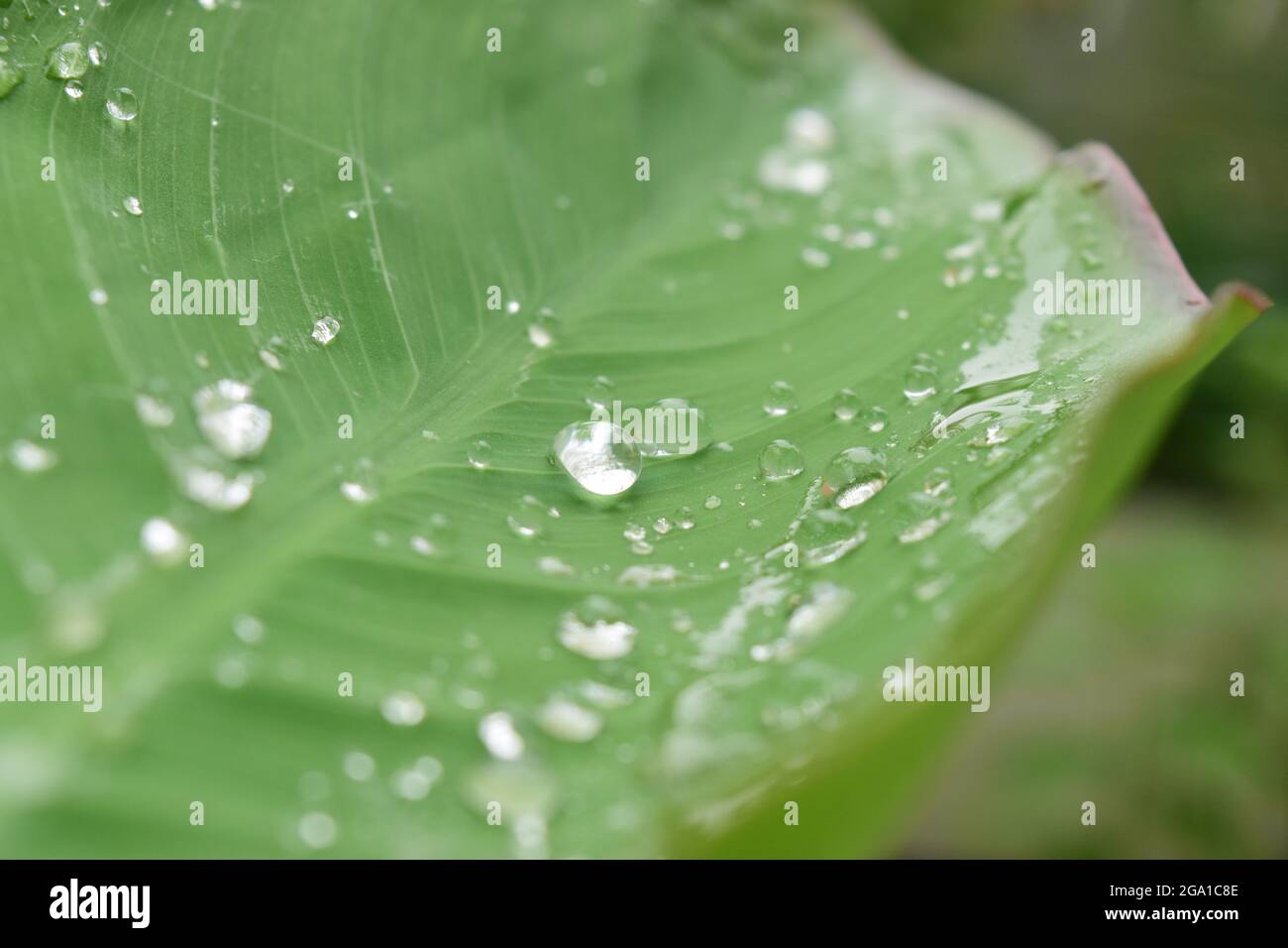 Closeup Of Rain Drops On Leaf Stock Photo