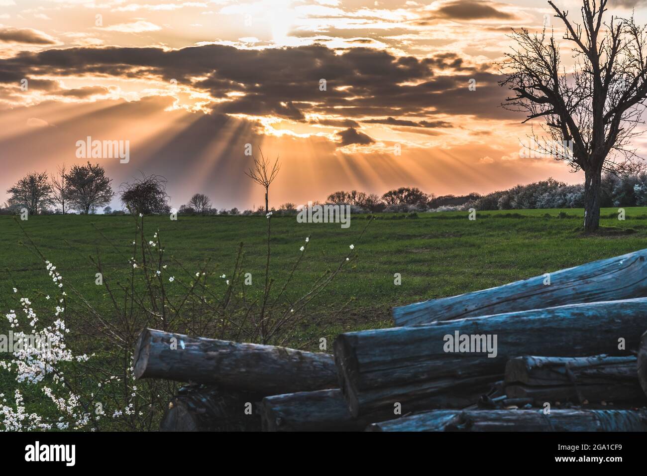 Landscape with stacked tree trunks in the setting spring sun on a cloudy sky Stock Photo
