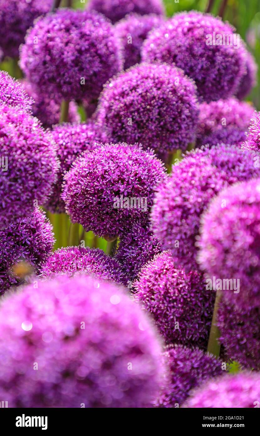 The purple flower heads of an Allium' Ambassador' plant Stock Photo