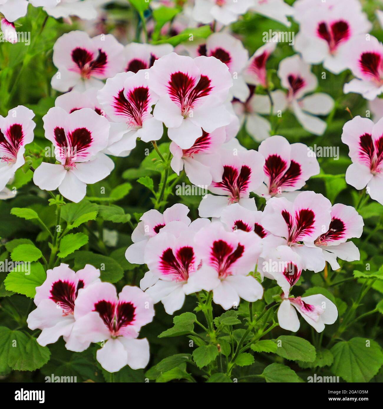 The red and white flowers of a Geranium 'Mosquitaway Lizzy' plant Stock  Photo - Alamy