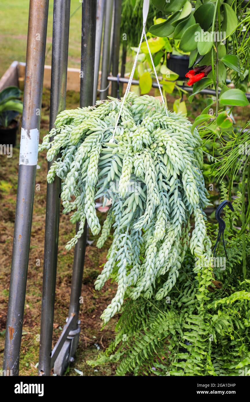 The Donkey tail or Burro's tail, (Sedum morganianum) is a succulent perennial species of flowering plant in the family Crassulaceae. Stock Photo
