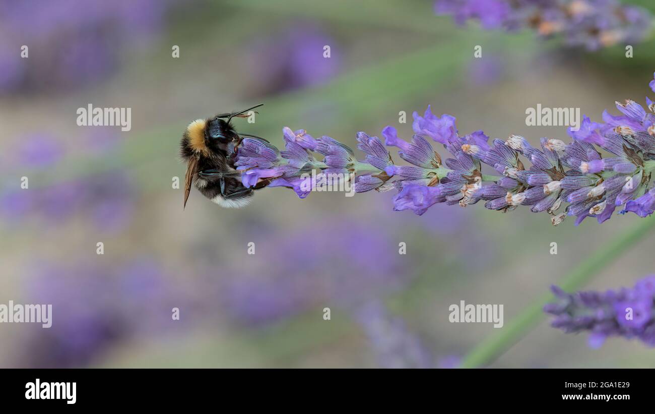 Bumble bee pollinates lavender flower in a lavender field in the