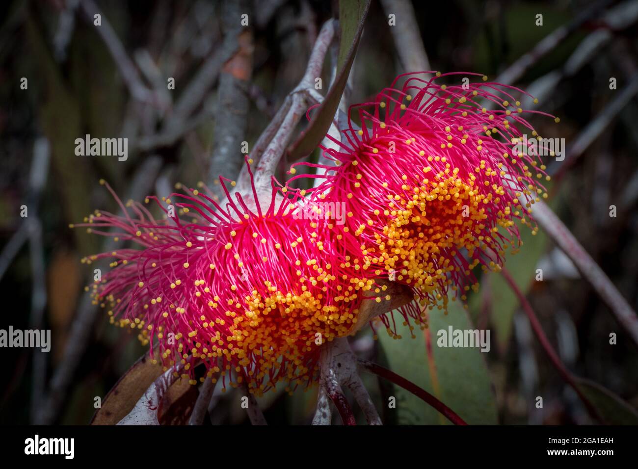 Selective closeup of Eucalyptus torquata Stock Photo