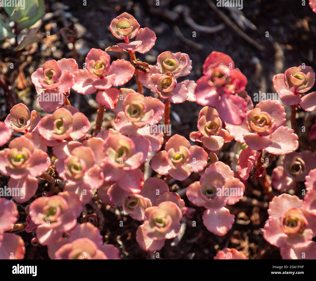 Close up texture background of rosy pink and green sedum stone crop plants (crassula) growing in a sunny outdoor ornamental garden Stock Photo