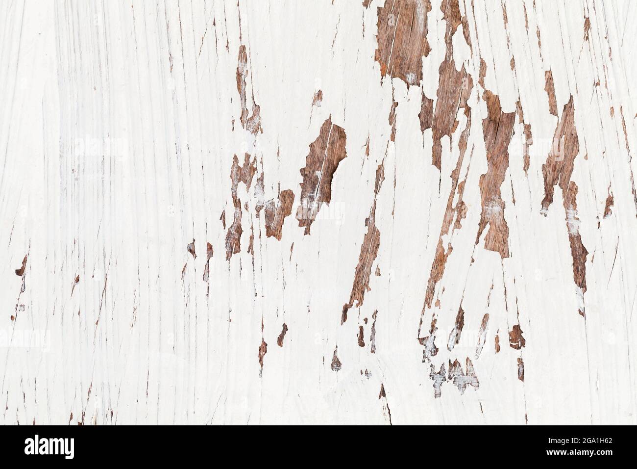 Old grungy plywood sheet with peeling white paint, background photo ...