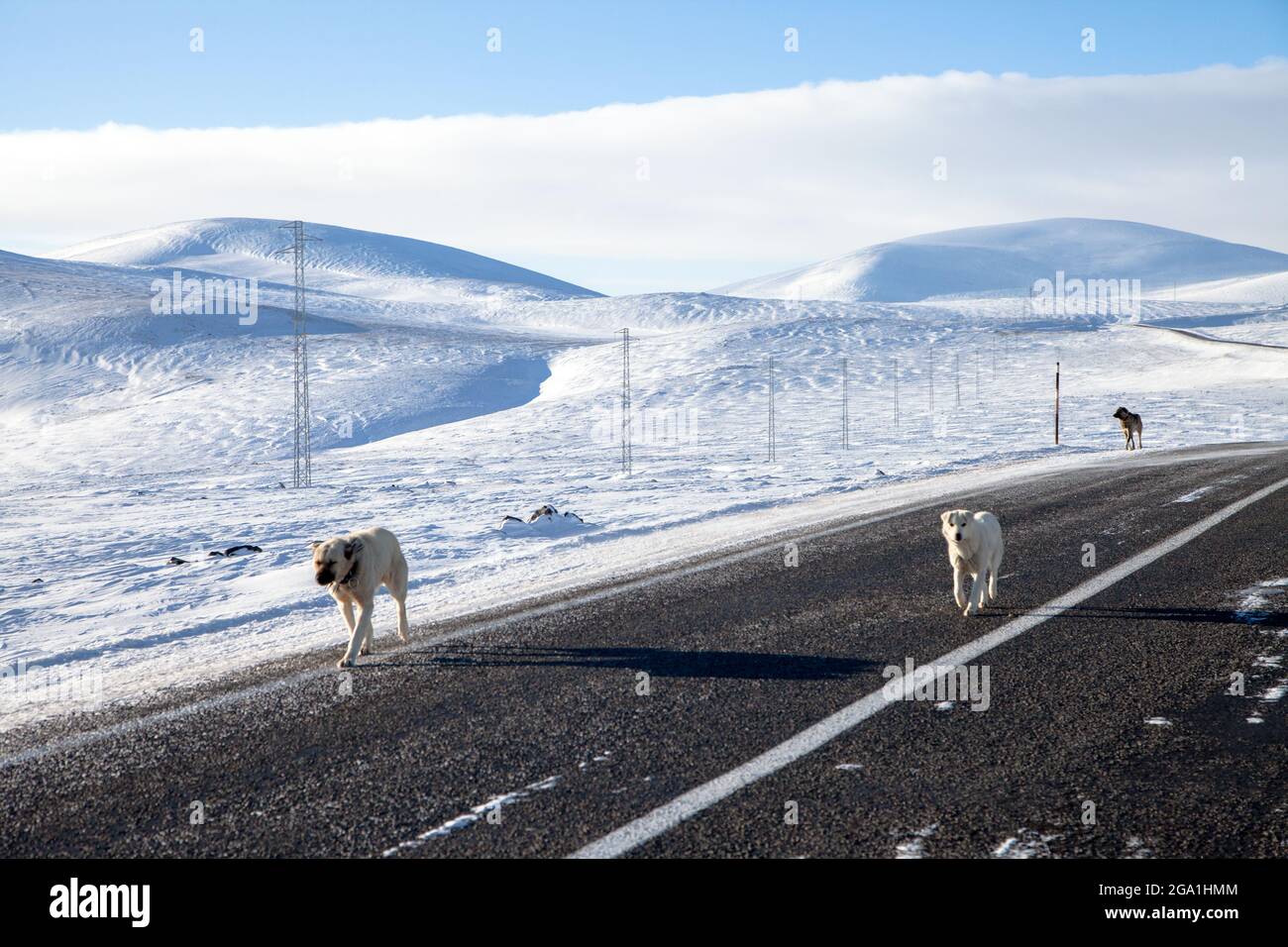 Three dogs with snowy landscape Stock Photo