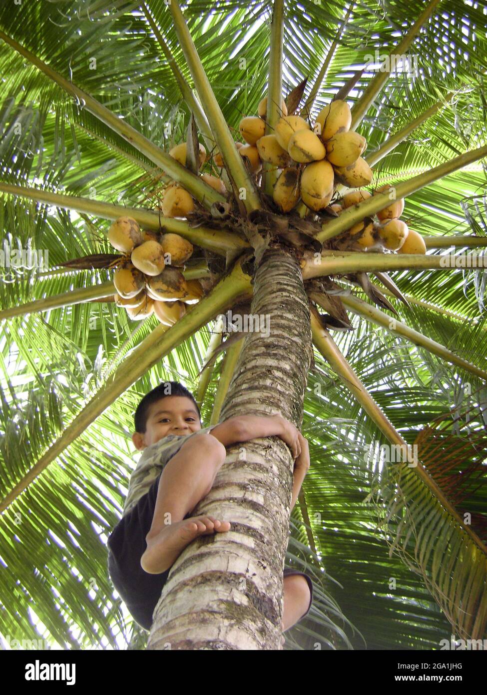 One young boy climbing in a coconut tree in the Peruvian jungle village of Chazuta, Tarapoto. january 2008 Stock Photo