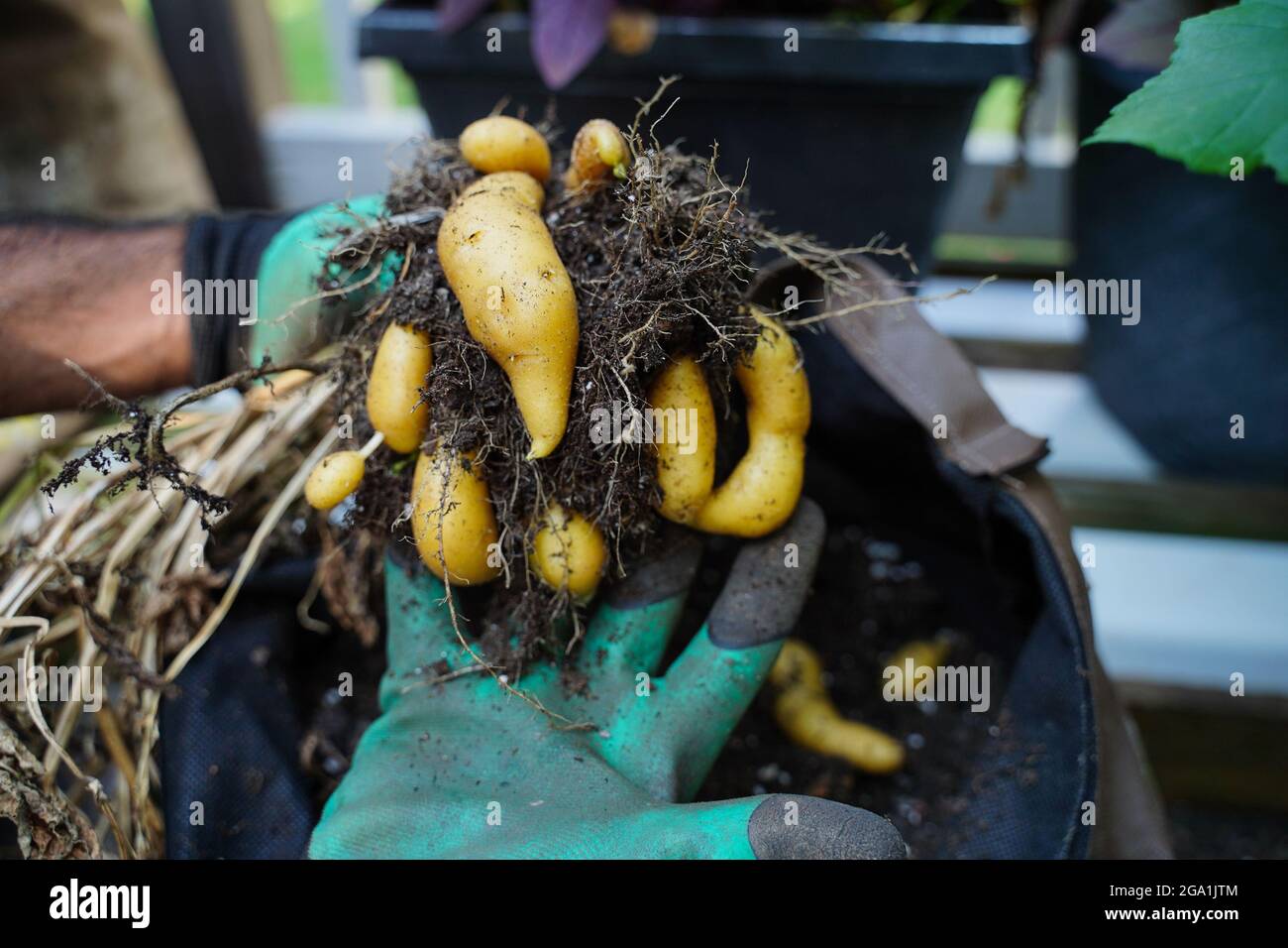 https://c8.alamy.com/comp/2GA1JTM/hand-holding-freshly-harvested-young-yellow-poataoes-grown-in-grow-bag-selective-focus-2GA1JTM.jpg