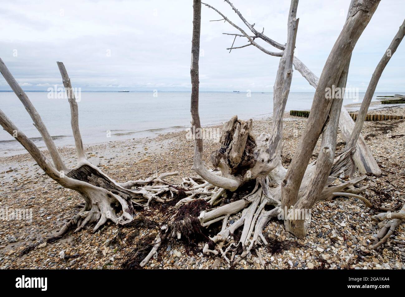 Bleached dead trees at low tide on Bembridge beach the Isle of Wight Stock Photo