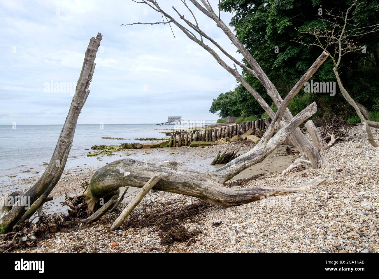 Bleached dead trees at low tide on Bembridge beach and Bembridge Lifeboat Station the Isle of Wight Stock Photo