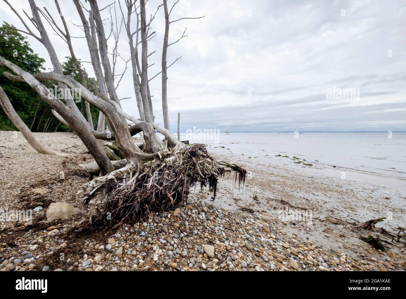 Bleached dead trees at low tide on Bembridge beach the Isle of Wight Stock Photo