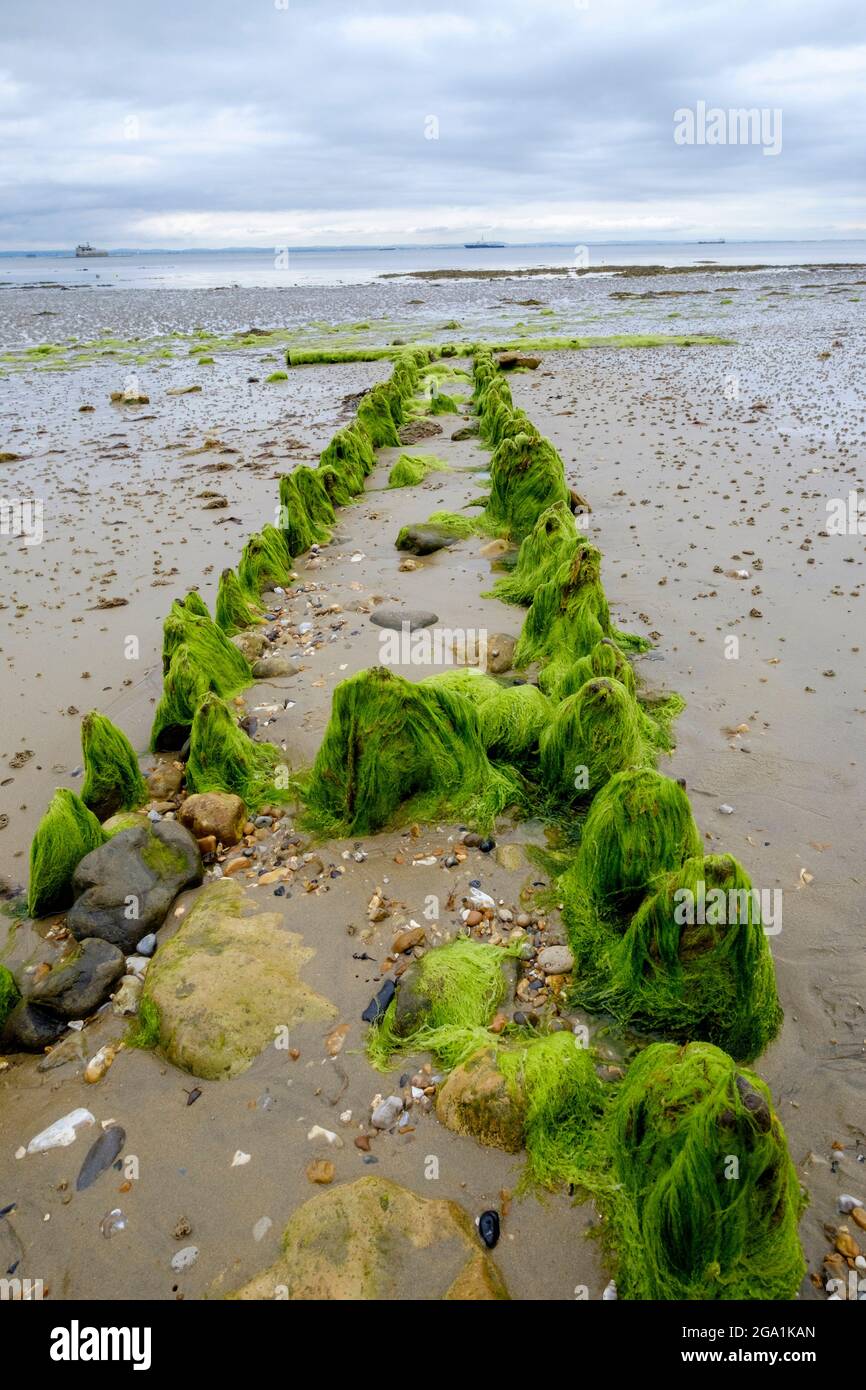 Remains of old groynes covered in luminous green seaweed in a geometric pattern on Bembridge beach Isle of Wight Stock Photo