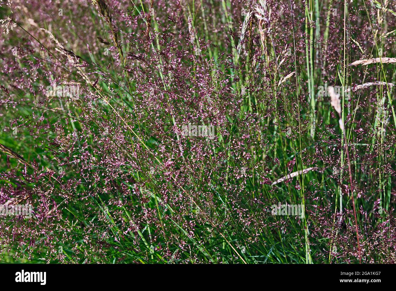 Purple grasses hi-res stock photography and images - Alamy