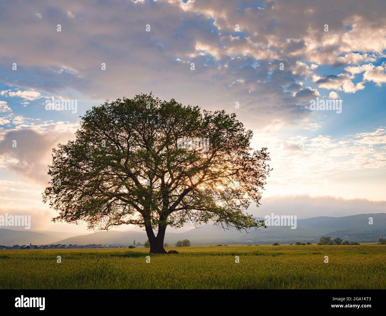 old oak tree growing on an agricultural field over spring sunset sky ...
