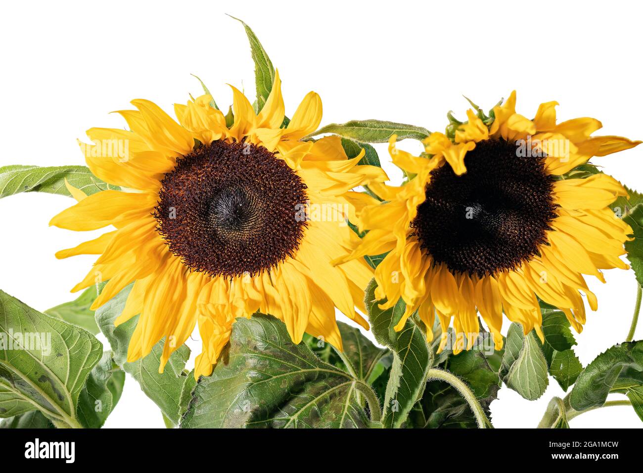 Sonnenblumen Stock Photo