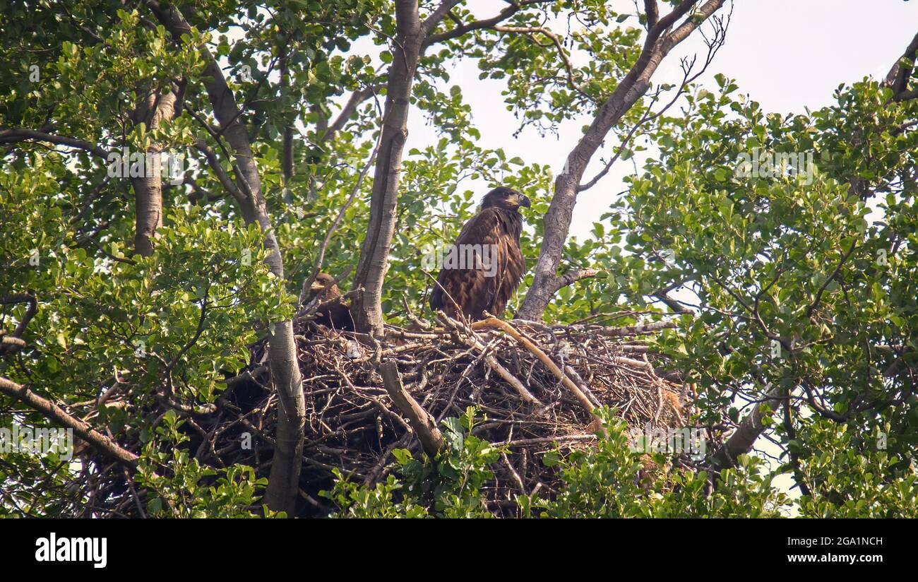 Two eagles are waiting for their parents in the nest, the best photo. Stock Photo