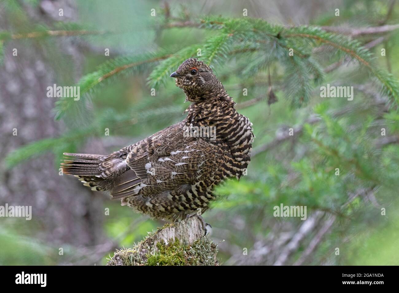A spruce grouse hen keeps a sharp out for danger from a spruce thicket on Alaska's Kenai Peninsula. Stock Photo