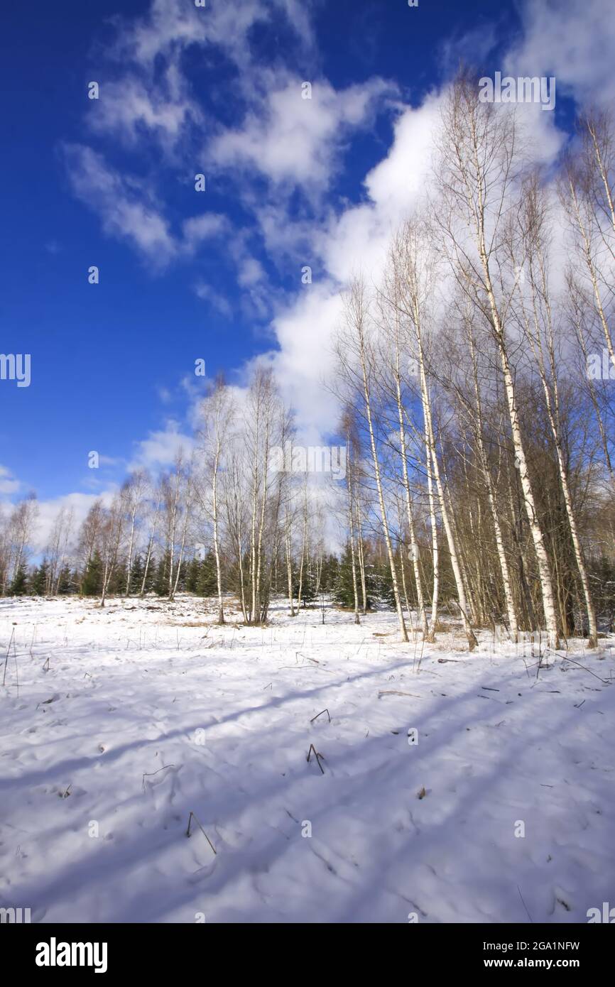 Dog walking in cold hires stock photography and images Alamy