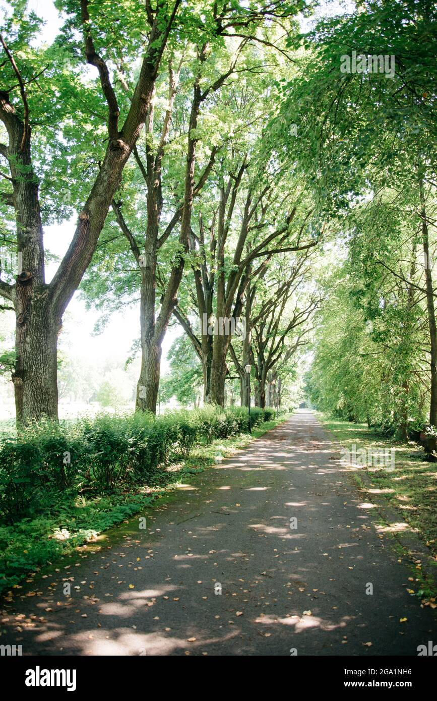 Footpath with trees hi-res stock photography and images - Alamy