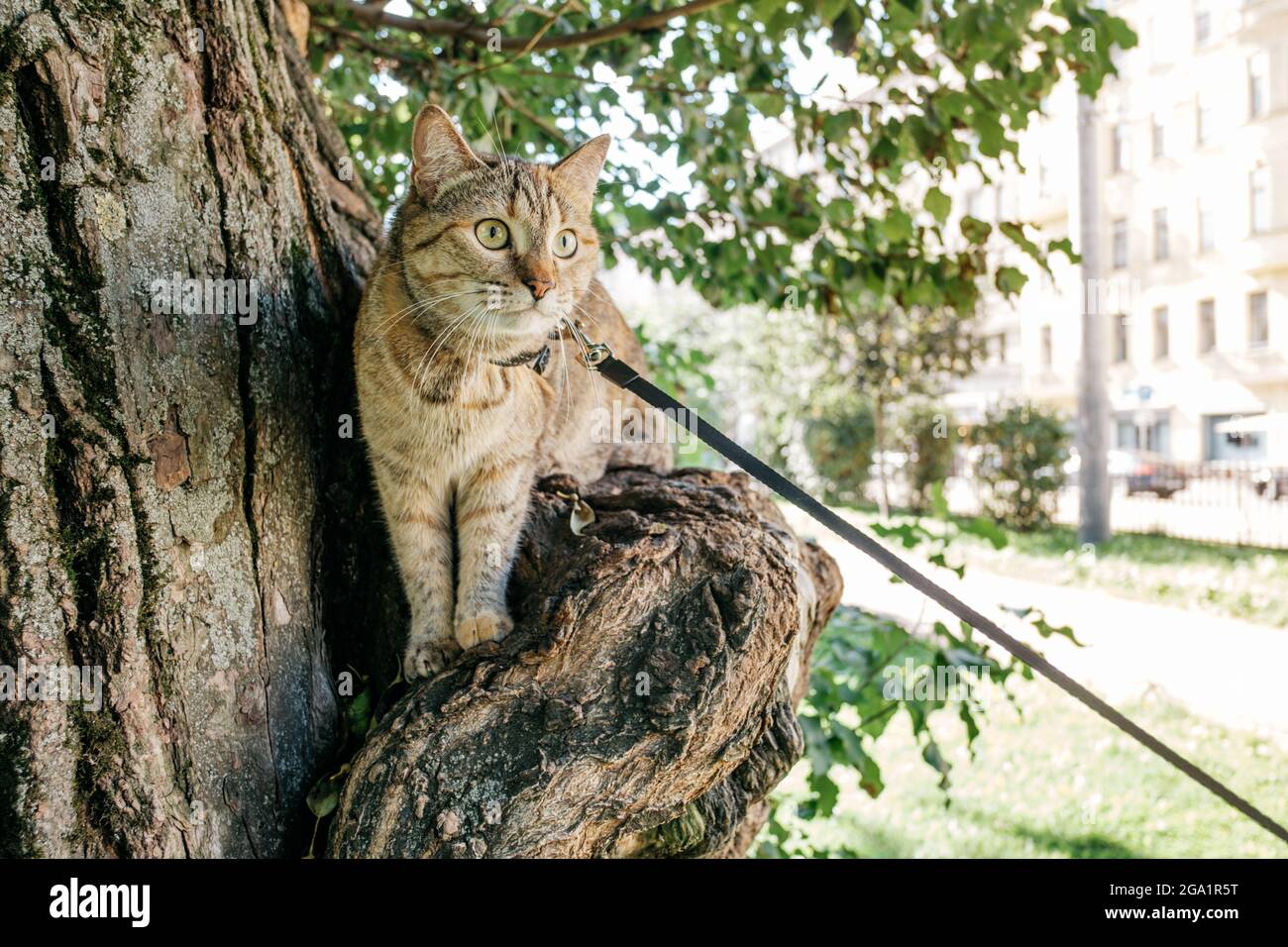 Cat in a collar on a leash sits on a tree while walking. Stock Photo