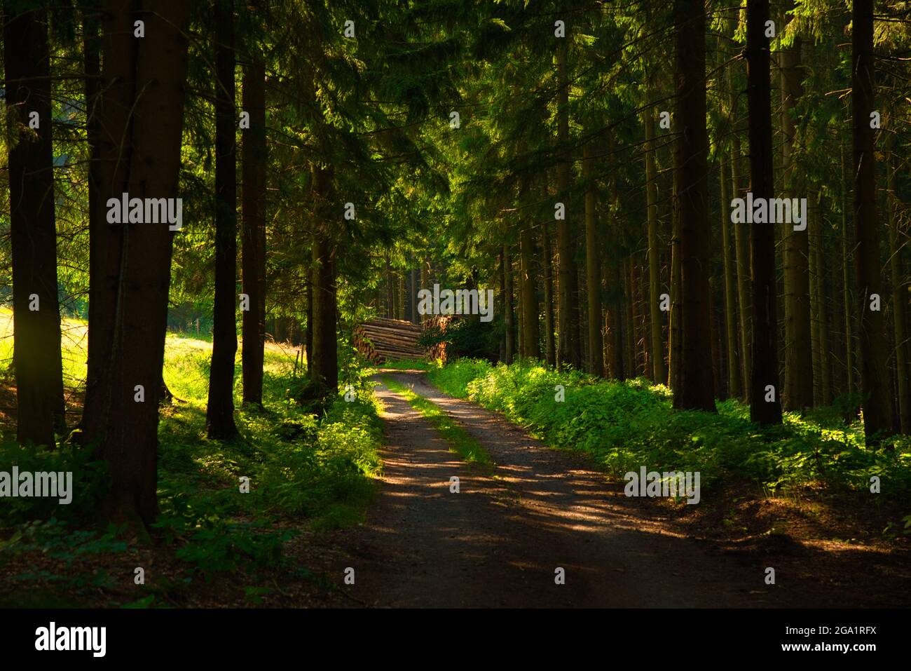 landscape in the Thueringer Wald in East Germany Stock Photo