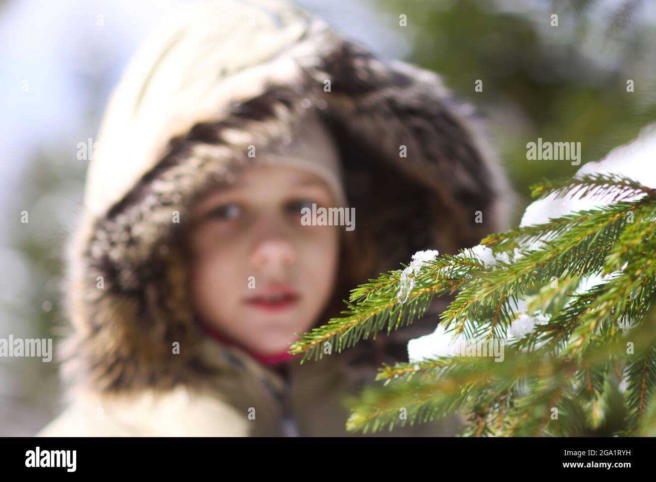 Little girl walking in snow-covered winter forest. Child exploring nature. Stock Photo