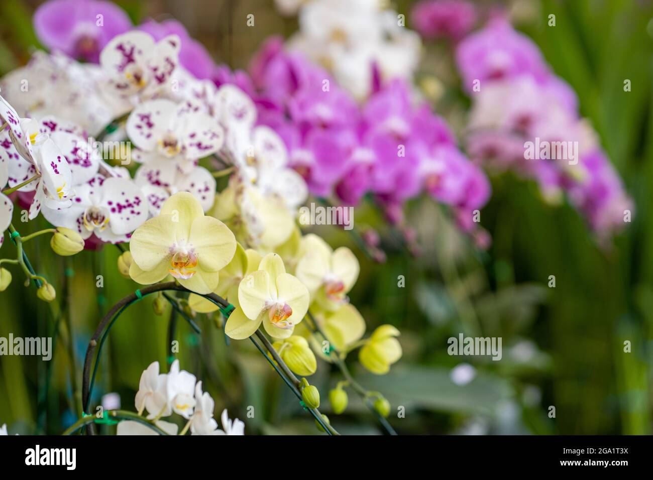 Beautiful shot dendrobium flowers hi-res stock photography and images ...