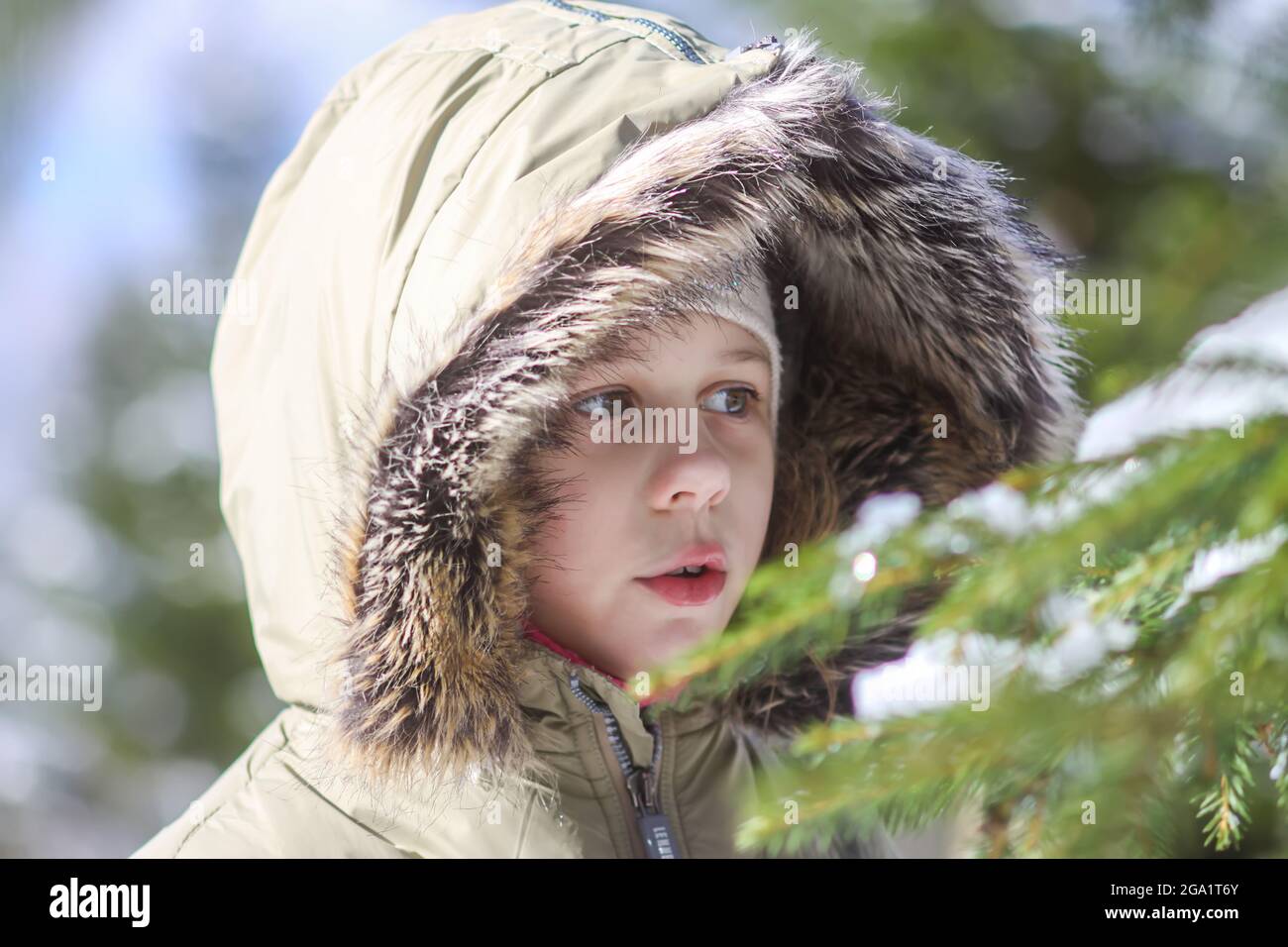 Little girl walking in snow-covered winter forest. Child exploring nature. Stock Photo