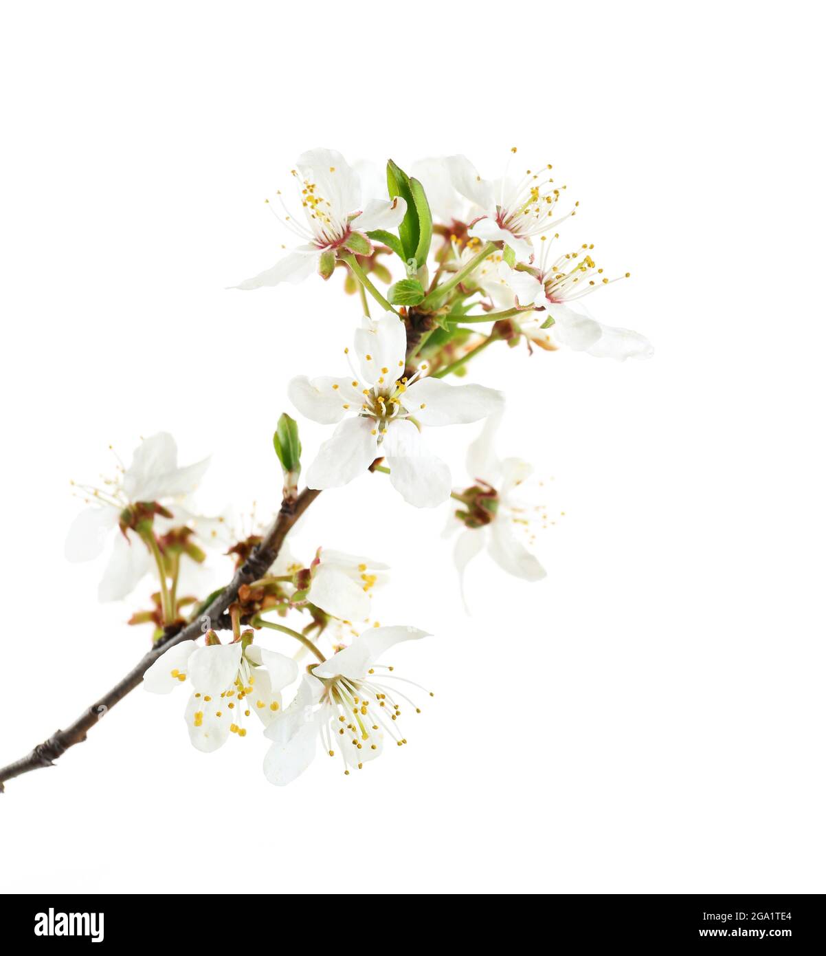 Flowering branch isolated on white Stock Photo Alamy