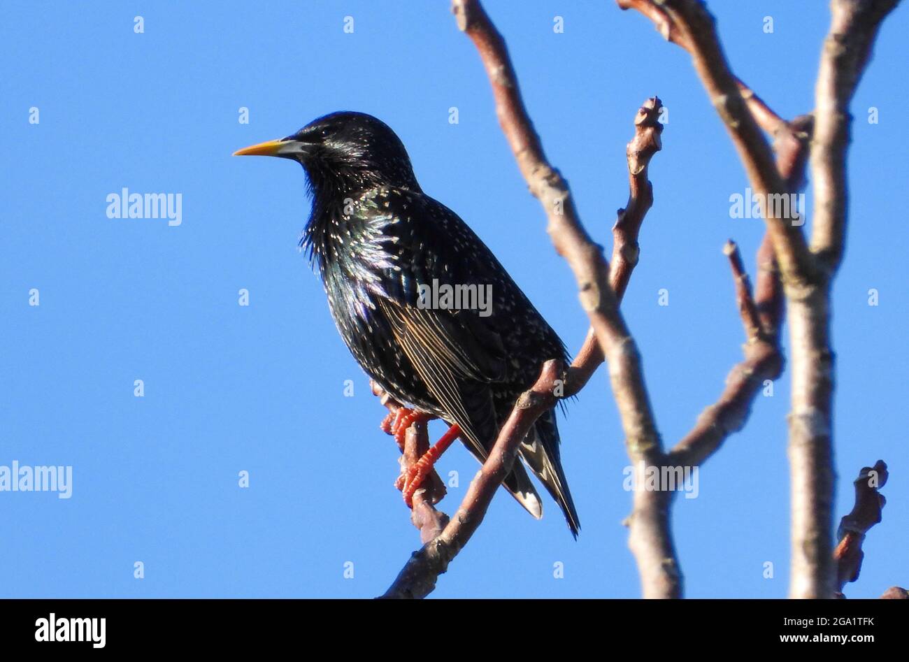 A common starling isolated perched at the top of a dry tree Stock Photo