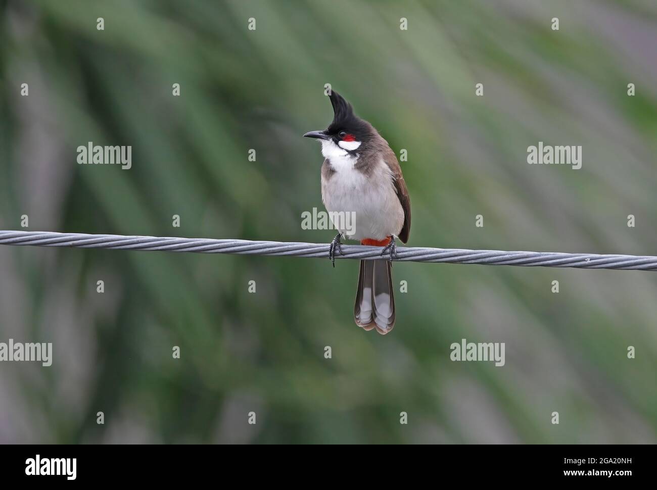 Red-whiskered Bulbul (Pycnonotus jocosus pattani) adult perched on power-line northern Thailand            November Stock Photo