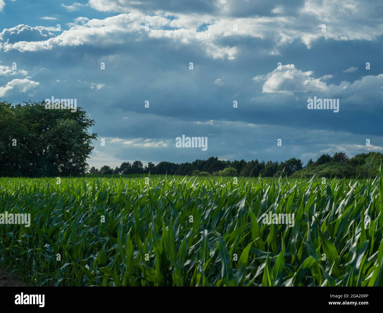 View over a corn field in midsummer. Stock Photo