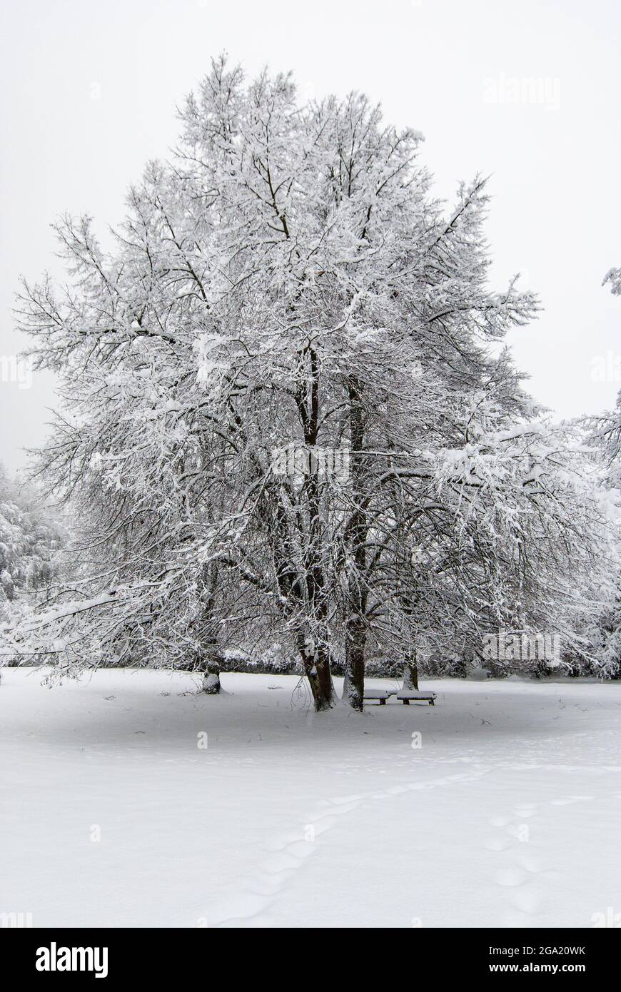 Snowy tree in a snow-covered park with benches in dreary weather.. Stock Photo