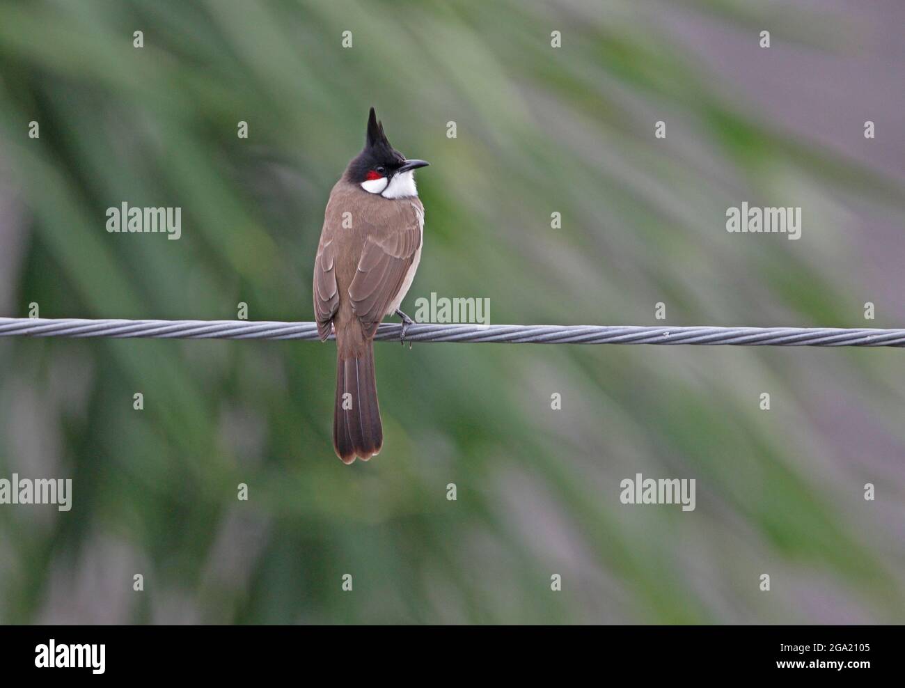 Red-whiskered Bulbul (Pycnonotus jocosus pattani) adult perched on power-line northern Thailand            November Stock Photo