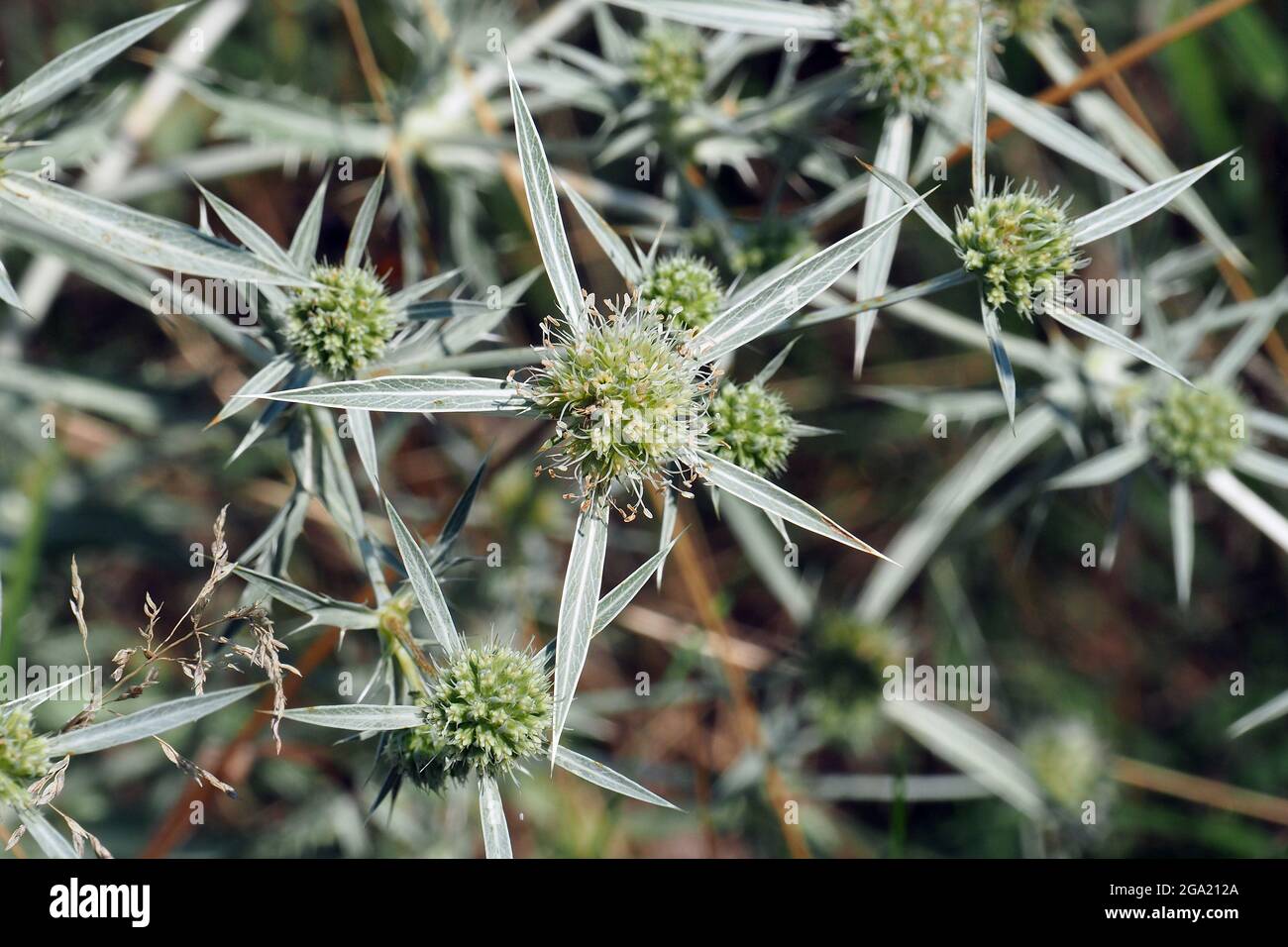 field eryngo, Watling Street thistle, FeldMannstreu, Eryngium