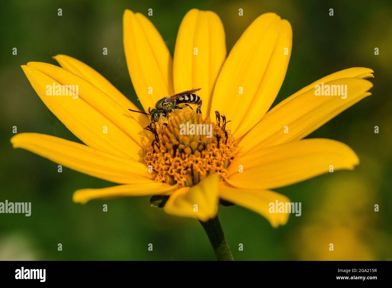 Insects on cosmos flower hi-res stock photography and images - Alamy