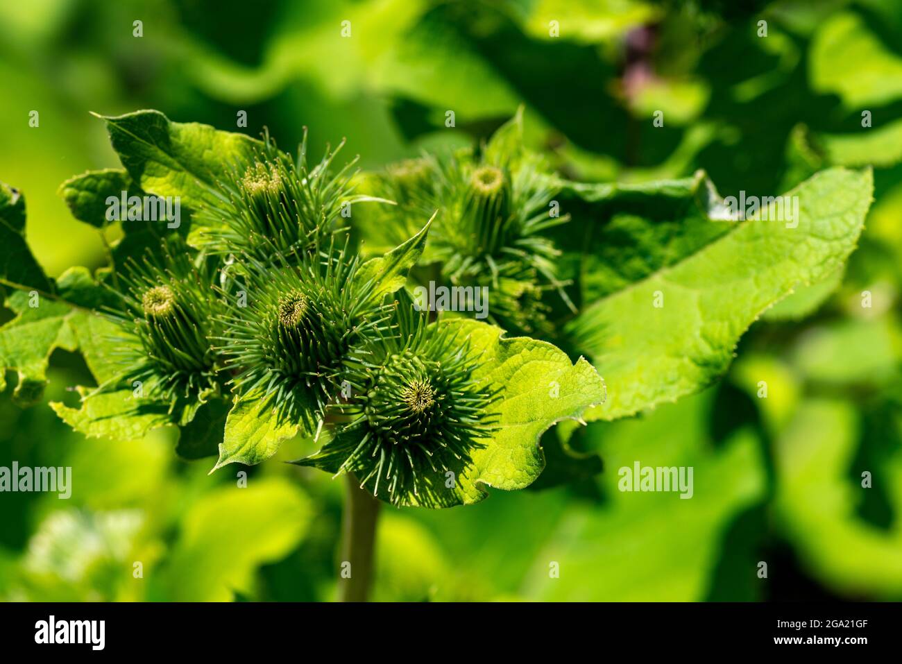 Close-up of the green fruiting stems of the greater burdock, arctium lappa, in sunlight, shallow depth of field, selective focus Stock Photo